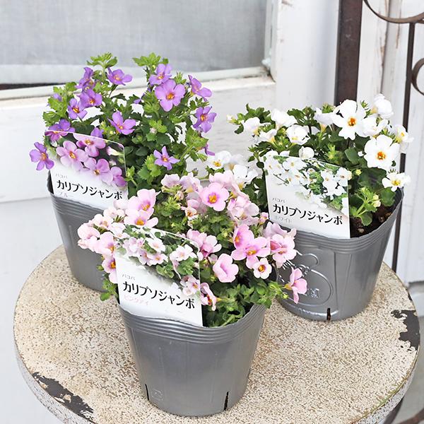 花苗 大輪 バコパ カリプソジャンボ ピンク ホワイト ブルー 3.5号(10.5cm)です。カラーはピンク、ホワイト、パープルからお選びください。大輪バコパ カリプソジャンボです。従来の大輪よりさらに大きな花が咲きます。花付き、ボリューム...