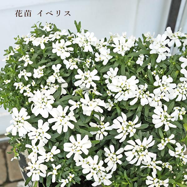 花苗 宿根 イベリス ウィスラー 3.5号(10.5cm)です。華やかな純白の花がたくさん咲くイベリス ウィスラー。形も整いやすく綺麗なボール状にまとまります。丈夫である程度寒さにも耐えますので花壇の縁取りにもおすすめです。パンジー、ビオラ...
