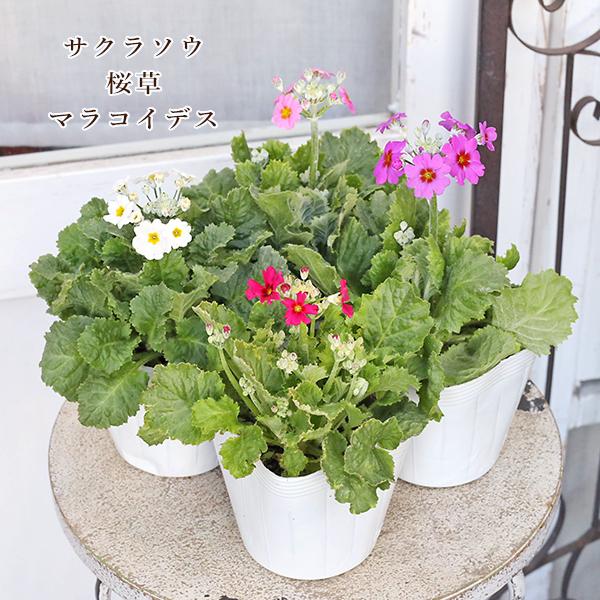 花苗 サクラソウ 桜草 プリムラ マラコイデス ピンク ホワイト パープル ローズ 3.5号(10.5cm)です。カラーは、ピンク、ホワイト、パープル、ローズからお選びください。明るく華やかな早春の花サクラソウ。花弁が桜に似ていて可愛らしく...