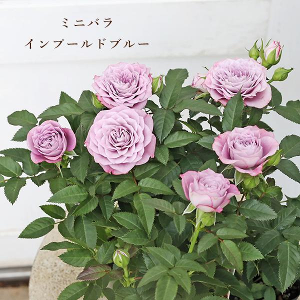 花苗 ミニバラ インプールドブルー コルダ―ナ 3号(9cm)です。おしゃれでシックなブルー系、コルダナシリーズのインプールドブルーです。幾重にも重なる美しい八重咲き・四季咲き性が強く気温さえ合えばよく咲きます。花壇、鉢植え、寄せ植え、切り...