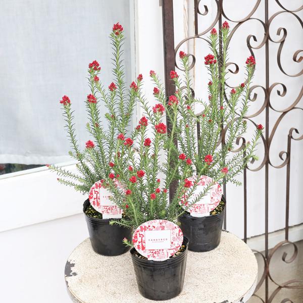 花苗 ライスフラワー キャンディーレッド 3号 常緑低木 ナチュラル オージープランツ