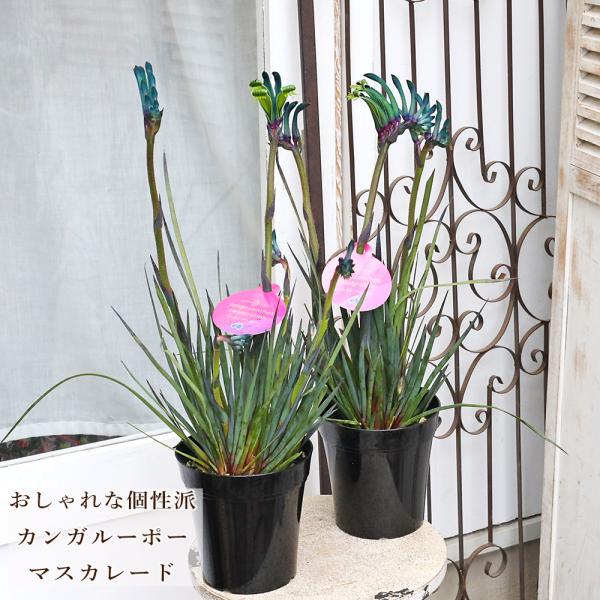 鉢花 カンガルーポー セレブ マスカレード 5号 高さ60cm 多年草 オーストラリア 青 おしゃれ 個性派