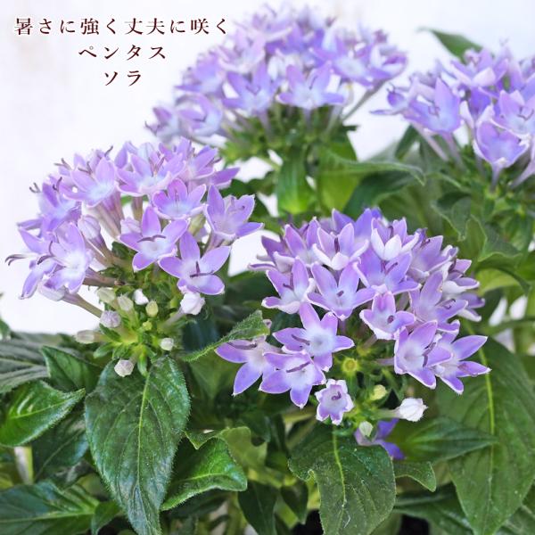 花苗 栄養系 ペンタス ソラ 3.5号 ブルー 夏の花 丈夫 暑さに強い 長く咲く