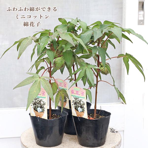 草花苗 ミニコットン 綿花子 3.5号 白い花 実がなる 収穫 夏 秋 かわいい