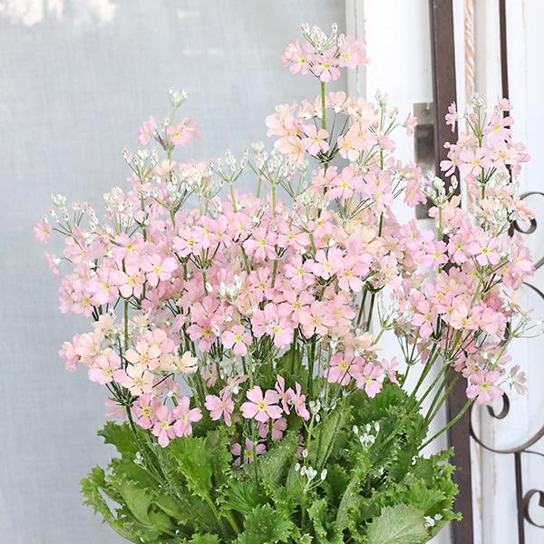 値下げセール 鉢花 サクラソウ ウインティー ピーチ 5号 桜草 かわいい おしゃれ アンティーク 春の花