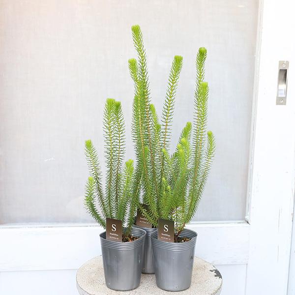 常緑苗木 エリカ セシリフローラ 冬咲きエリカ 3号(9cm)です。ライムグリーン色の針葉樹のような細い葉、直立に伸びスタイリッシュで個性的なフォルムのエリカ セシリフローラ。冬にホワイトグリーンの花が咲く別名「冬咲きエリカ」南アフリカ原産...