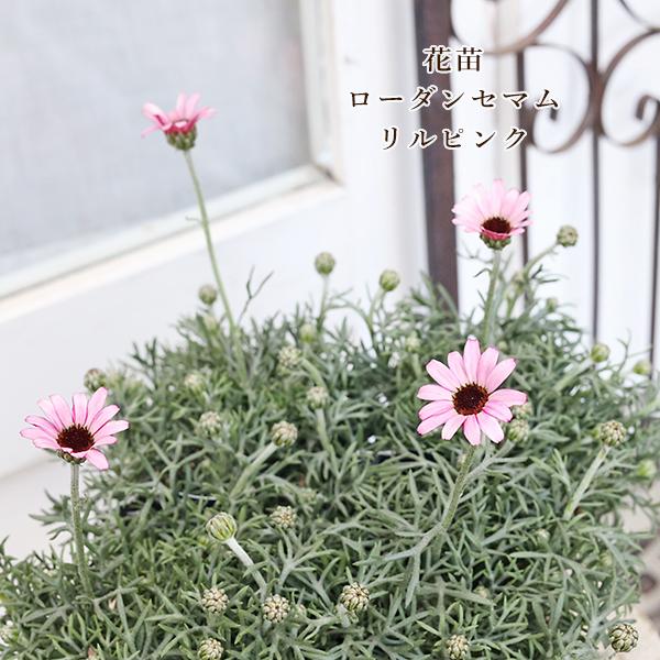 花苗 ローダンセマム リルピンク 3.5号(10.5cm)です。明るく鮮やかなピンク色のローダンセマム リルピンクです。次から次へとたくさん蕾が付き、花持ち良く、あまり色褪せもしません。春まで長く楽しめます。丈夫で育てやすく、花が咲き終わっ...