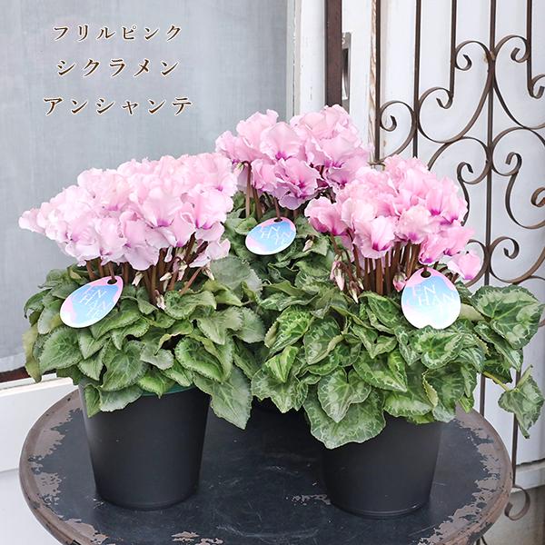 鉢花 フリル シクラメン アンシャンテ 5号(15cm) 高さ約35cmです。ふんわりフリルとパステルピンク〜モーブピンクのニュアンスカラー優しい雰囲気の素敵なシクラメン。シクラメン アンシャンテは大栄花園オリジナル品種です。花持ち良く、次...