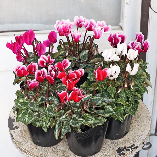 花苗 ガーデンシクラメン ミニシクラメン ホワイト ピンク レッド ローズ バイカラー 3号(9cm)です。種類は、ホワイト、ローズピンク、ローズバイカラーからお選びください。(ピンク、ローズバイカラーは色幅がございます)ガーデンシクラメン...