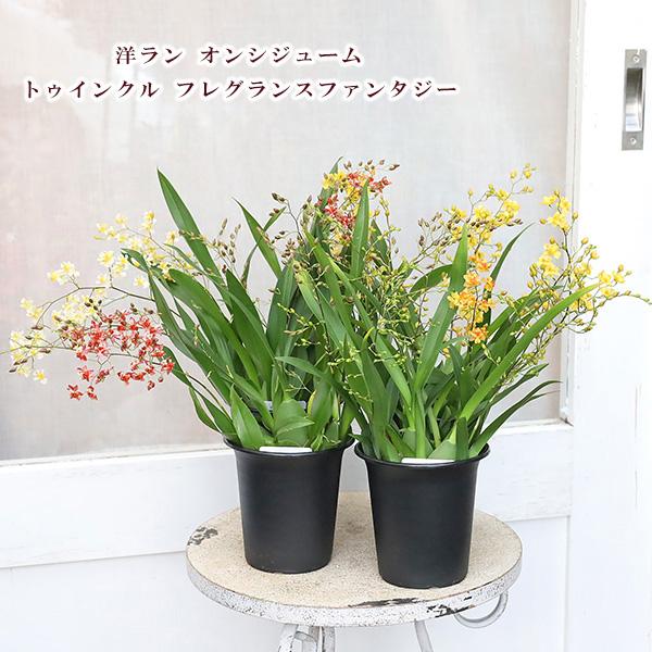 花苗 洋ラン オンシジューム トゥインクル フレグランスファンタジー 3.5号(10.5cm)です。高さ30〜40cmカラーはイエロー、ホワイト(クリーム)、レッド、オレンジからお選びください。明るい花色、甘い香りが特徴のオンシジウム。小さ...