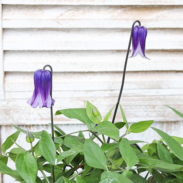 鉢花 クレマチス ロウグチ 篭口 3.5号(10.5cm)です。濃い紫色の釣り鐘状、ベル型の花をたくさん咲かせます。生育旺盛で四季咲き性。※冬の間は落葉しているため地上部がほぼない状態になります。春になると芽吹きます。生育旺盛で年々株が大き...