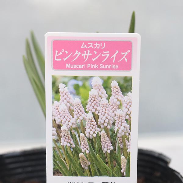 花苗 ムスカリ ピンクサンライズ 3.5号(10.5cm)です。１ポット４球入り。ピンク色の可愛らしいムスカリ。細葉のスマートな草姿で、鉢栽培向きの品種。育て方は普通のムスカリと同じです。丈夫で育てやすく、毎年開花します。庭植え、鉢、プラン...