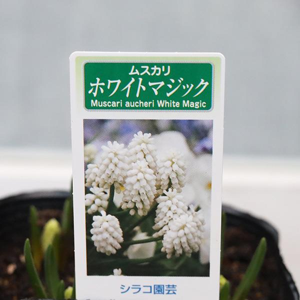 値下げセール 花苗 ムスカリ ホワイトマジック 3.5号 宿根 植えっ