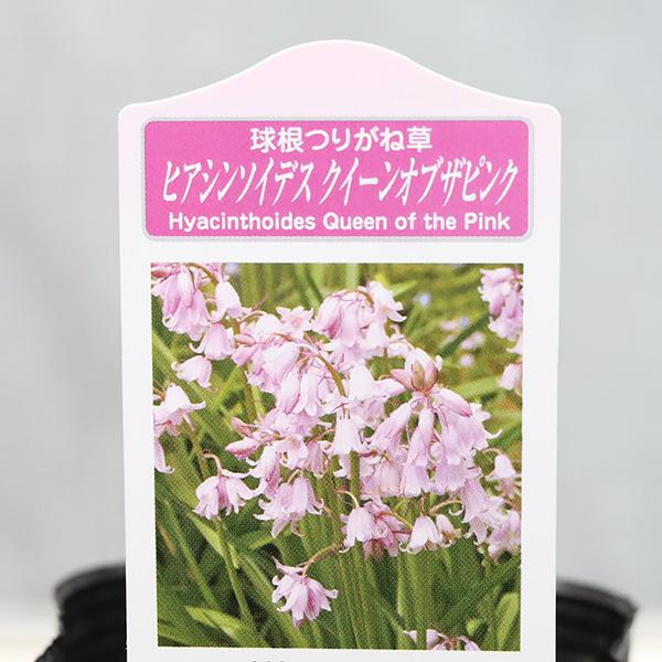 花苗 シラー カンパニュラータ ヒアシンソイデス クイーンオブピンク 3号(9cm)です。ピンクの釣り鐘状の花がかわいらしく楚々とした魅力的な花です。クイーンオブピンクは切り花用に選抜された品種です。夏以降は落葉する球根ですが、庭植えでは植...
