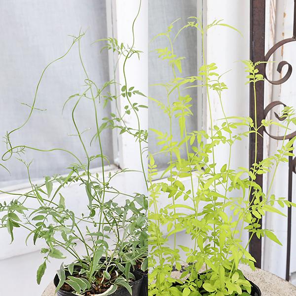 花苗 ハゴロモ ジャスミン 斑入り フィオナサンライズ 3号(9cm)です。種類は斑入りまたはフィオナサンライズからお選びください。斑入り種のハゴロモジャスミンと明るいライムグリーン色のフィオナサンライズです。 つる性の細い茎が繊細な印象が...