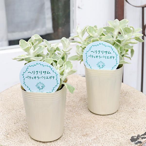 草花苗 ヘリクリサム ペティオラレバエリガータ 2.5号 斑入り 多年草 カラーリーフ
