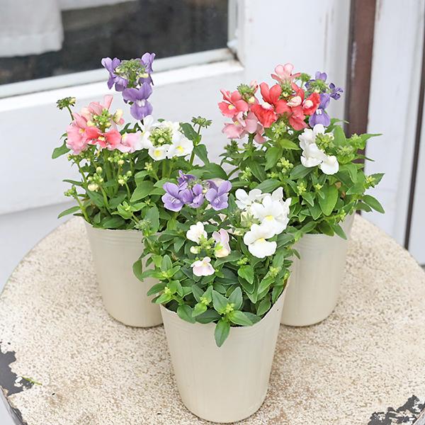 花苗 宿根 ネメシア ミックス 3色植え 2.5号(7.5cm)です。パステルカラーのピンク、パープル、ホワイトの3色植えのかわいいネメシアです。＊ピンクは濃淡の色幅がございます。寒さや暑さに強くて長期間咲き続け、コンパクトな草姿で花付き抜...