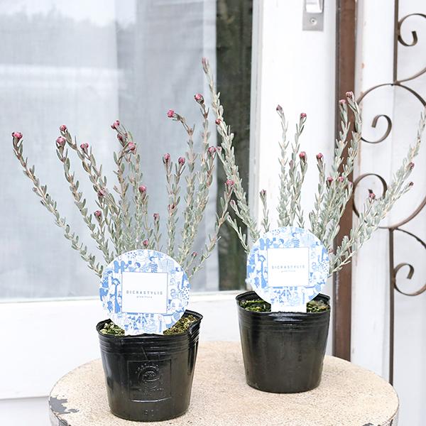 花苗 ディクラスティリス グロビフローラ 3号 多年草 オーストラリア原産 個性派 おしゃれ