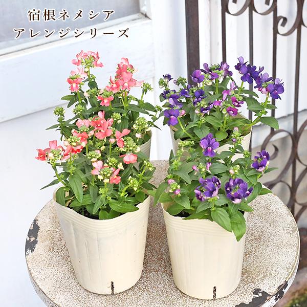花苗 宿根ネメシア アレンジ アプリコット ディープブルー 3号(9cm)です。カラーは、アプリコットまたはディープブルーからお選びください。コンパクトタイプのネメシアです。寒さや暑さに強くて長期間咲き続け、コンパクトな草姿で花付き抜群。分...