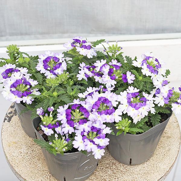 花苗 栄養系 バーベナ パティシエ ブルー＆ホワイト 3.5号 多年草 四季咲き 育てやすい