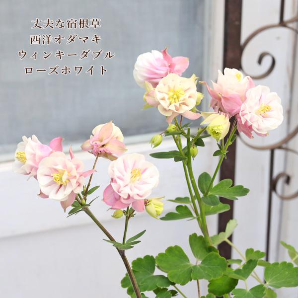 花苗 八重咲き 西洋オダマキ ウィンキーダブル ローズホワイト 3.5号 庭 おしゃれ アンティーク 半日陰