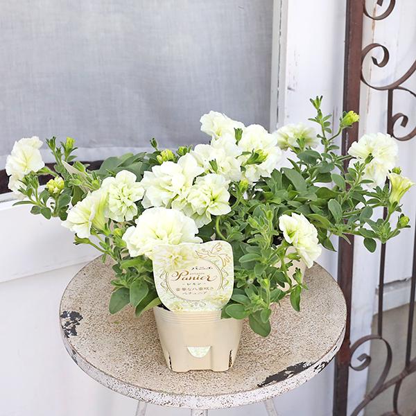 花苗 八重咲き ペチュニア パニエ レモン 3.5号 パステル イエロー 華やか 多年草 四季咲き おしゃれ