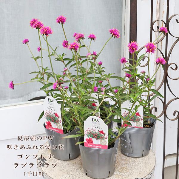 花苗 PW ゴンフレナ ラブラブラブ 3.5号 千日紅 栄養系 夏の花 かわいい 暑さに強い ピンク