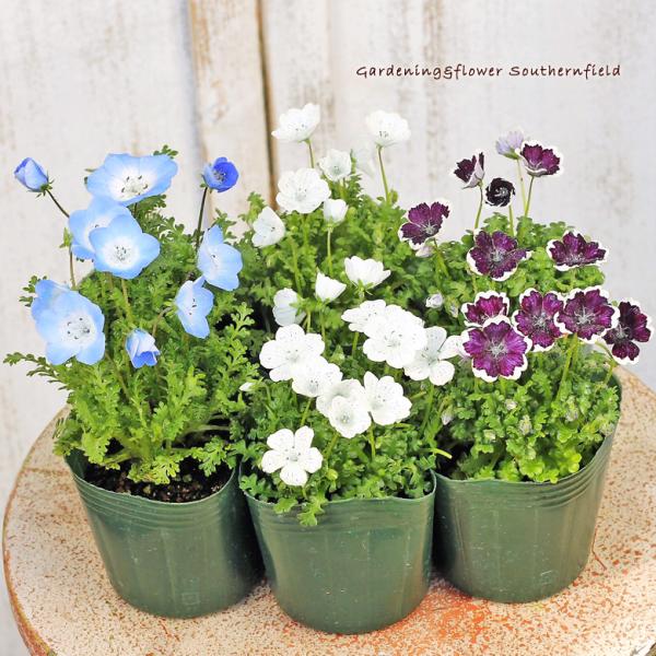 花苗 ネモフィラ ペニーブラック スノーストーム インシグニスブルー マクラータ 3号 かわいい 春の花 よく咲く