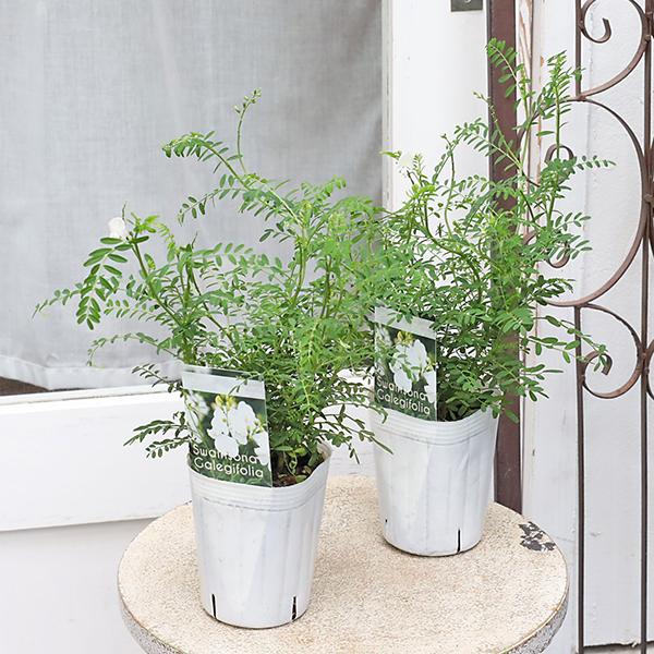 花苗 スワインソナ ガレギフォリア 3号(9cm)です。＊剪定しています。オーストラリア原産のマメ科の常緑低木です。スイートピーのような白い花を春から秋に長く咲きます。小さな葉、細い茎が優しく柔らかな印象です。性質は暑さに強く丈夫で、成長す...