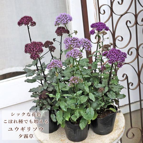 花苗 ユウギリソウ 夕霧草 パープル レッド 3号 多年草 ダーク シック おしゃれ 丈夫 秋まで咲く