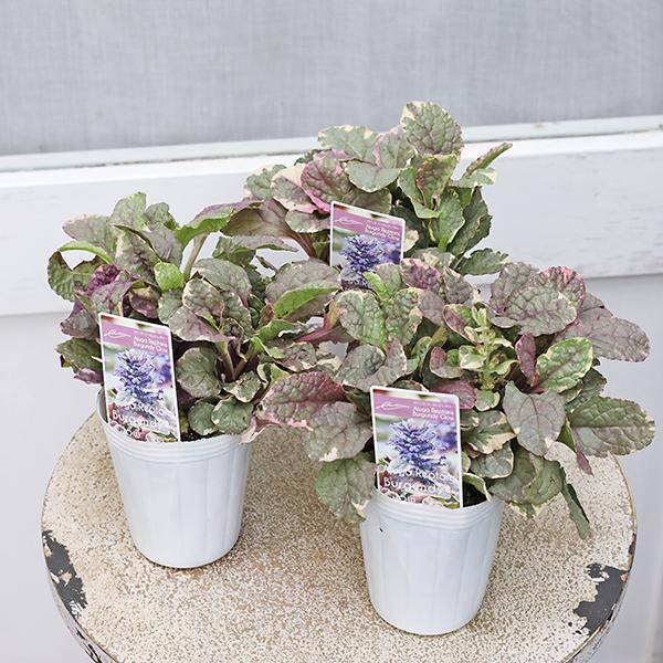 花苗 アジュガ バーガンディグロー 2.5号(7.5cm)です。グリーン、クリーム色、紫ピンクの斑入りの葉が美しく、夏は葉の色が淡くなりますが、秋から冬は紅葉し紫やピンク色が濃く出ます。春に青紫色の美しい花を多数咲かせます。ランナーを伸ばし...