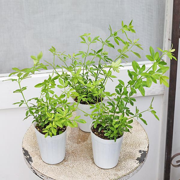 花苗 プリムローズ ジャスミン 2.5号(7.5cm) です。２本植えになっているので株分けできます。明るいグリーンの葉が爽やかな印象のプリムローズジャスミンです。春に鮮やかな黄色い花が咲きます。アラビアンジャスミンと違って香りはあまりしま...