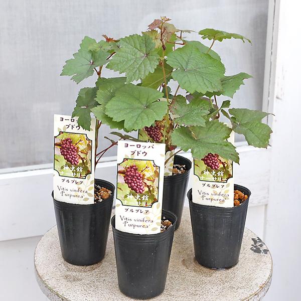 草花苗 ヨーロッパ ブドウ プルプレア 3号(9cm)です。ヨーロッパ原産地の原種系ブドウです。夏の葉はグリーンに薄く銅葉色がのり、秋にはとても綺麗な銅葉に紅葉します。夏に花が咲き秋に実がなります。実は小さめで酸味が強いです。耐寒、耐暑性と...
