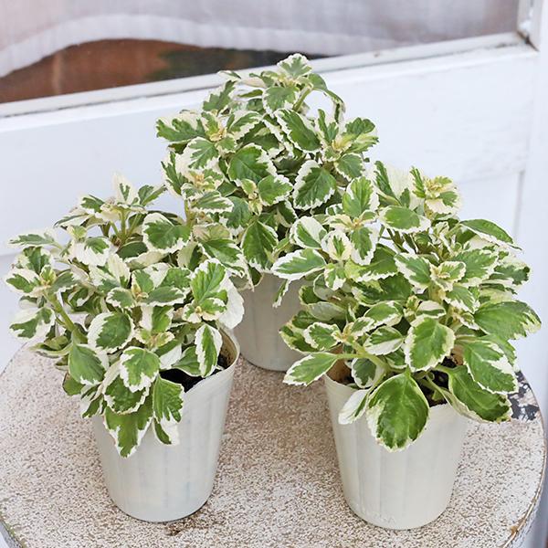 ハーブ苗 斑入り アロマティカス キューバンオレガノ 3号ポット 香りが