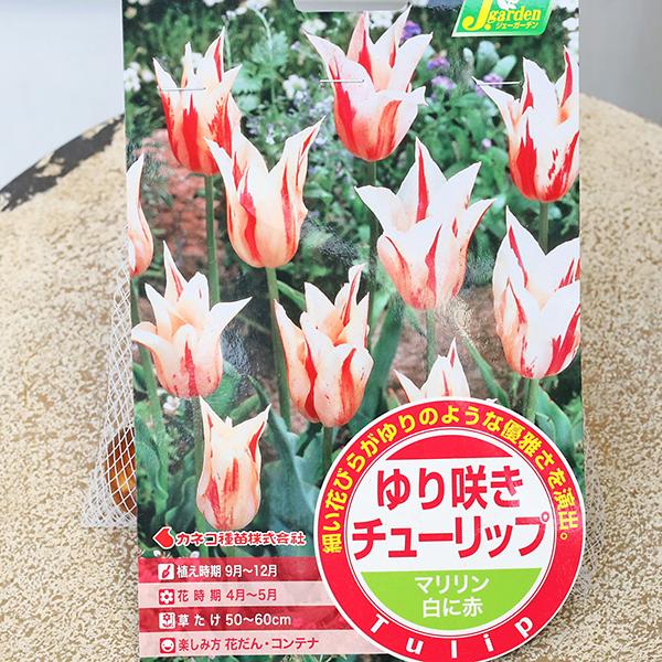 球根 ゆり咲き チューリップ  マリリン 白に赤 4球入りです。白に赤のストライプ模様の細い花びらがゆりのような華やかさ、とても可愛らしいチューリップです。初心者でも育てやすく、可愛らしい姿は春の花壇を華やかに演出します。４〜５号鉢に入れて...