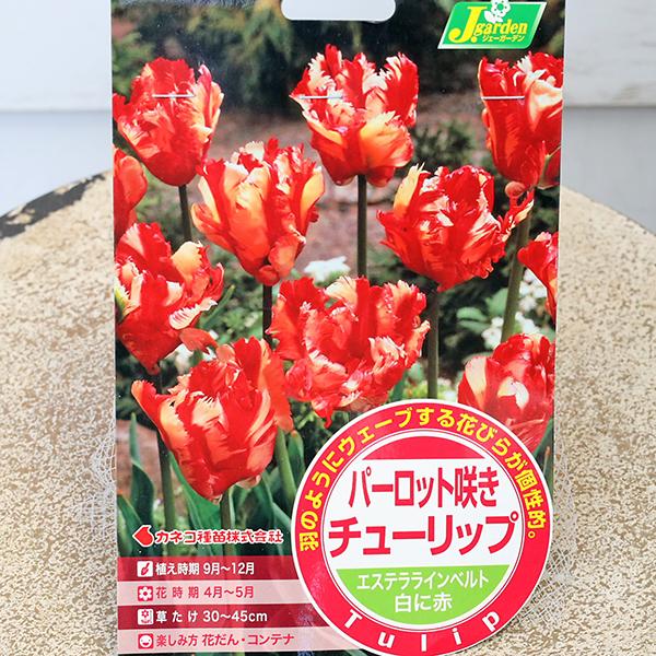 球根 パーロット咲き チューリップ  エステララインベルト 白に赤 4球入りです。赤と白のバイカラー羽のようにウェーブする花びらが個性的。鮮やかで華やかチューリップです。初心者でも育てやすく、可愛らしい姿は春の花壇を華やかに演出します。４〜...
