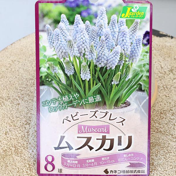 球根 ムスカリ ベビーズブレス 8球入りです。パステルカラー、ウォーターブルー色のかわいいムスカリです。早春に草丈15cm前後の小花を密に付けて咲きます。初心者でも育てやすく丈夫で、花壇や鉢植えに植えっぱなしでも基本大丈夫です。５号鉢に5球...