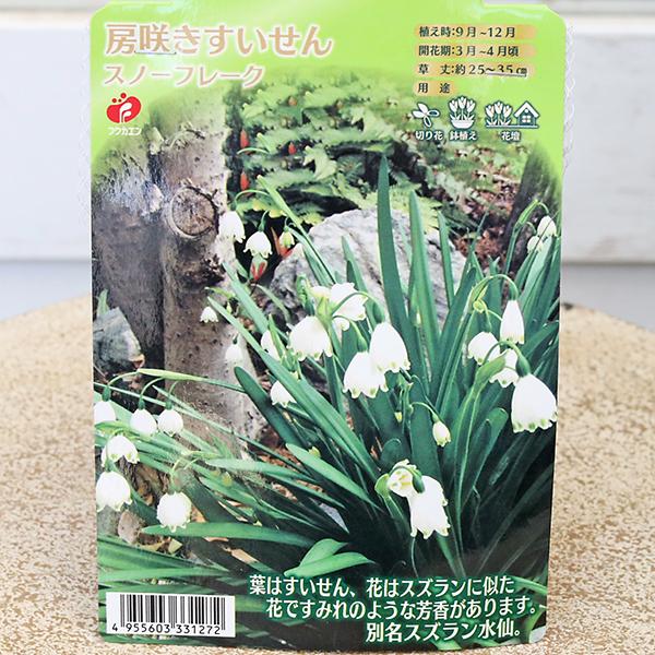 球根 スノーフレーク 房咲 すずらん スイセン 2球入りです。鈴のような白い可愛らしい花がうつむき加減に咲かせます。葉はスイセン、花はスズラン、すみれのような芳香があります。初心者でも育てやすく丈夫で、花壇や鉢植えに植えっぱなしでも基本大丈...