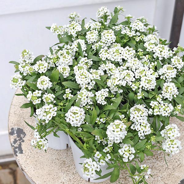 花苗 アリッサム アイスクリッサム バニラ 2.5号(7.5cm)です。1苗販売。ホワイトの小花が可愛らしくモコモコ咲きます。寒さに強く丈夫に春まで長く咲きます。性質は丈夫である程度乾燥にも耐えます。こぼれ種で秋以降も芽吹くことも。花壇に植...
