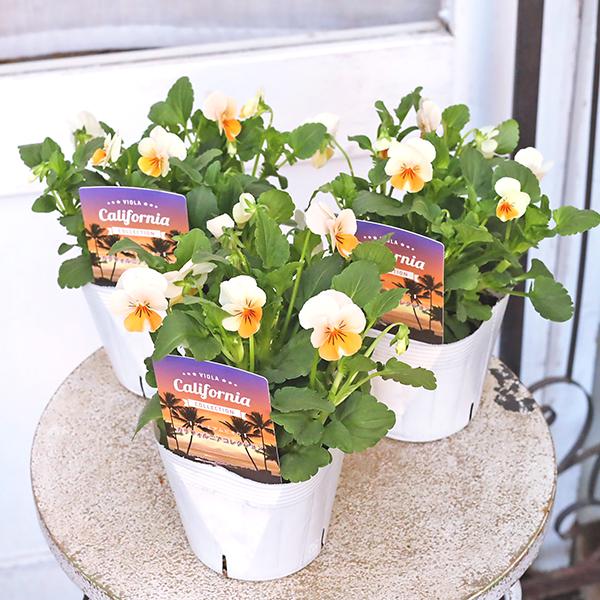 花苗 ビオラ カリフォルニア アイボリーオレンジ 3.5号(10.5cm)です。アイボリーからオレンジ色のグラデーションが華やかでかわいいビオラです。カリフォルニアで生まれた新しいビオラ。ロサンゼルスの夕暮れをイメージです。気温により色幅が...
