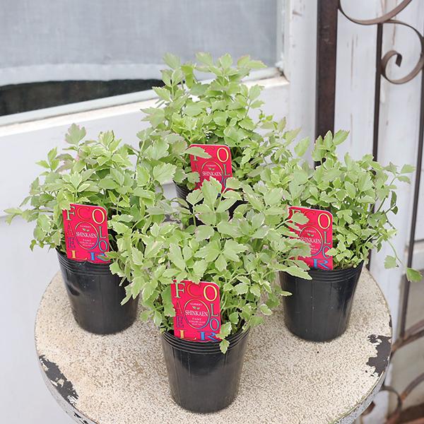 セリ・ピンクフラミンゴ 苗 ピンクの斑入りの可愛いカラーリーフ 寄せ