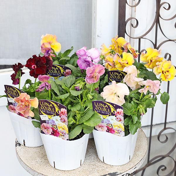 ドイリー1104❤️パンジーと八重咲き花✨2枚以上で2680円❣️ 花苗 八重咲きパンジー ルナドゥーブル 3.5号 パステル おしゃれ
