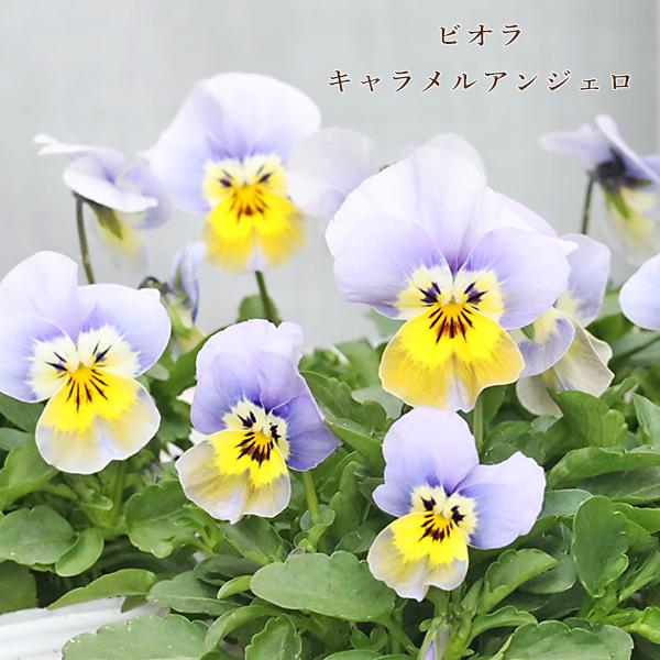 花苗 ビオラ キャラメルアンジェロ 3.5号(10.5cm)です。パステルブルーに中心はホワイト真ん中にイエローが淡くのる可愛いビオラです。色幅に個体差があります。気温により色の変化もございます。丈夫で育てやすく寒さにも強い。春まで長く咲き...