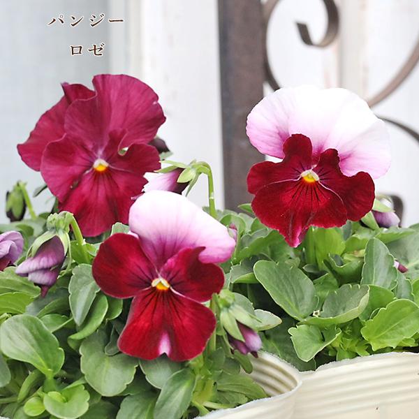 花苗 パンジー ロゼ よく咲くすみれ 3.5号(10.5cm)です。ワインカラーのグラデーションが美しいアンティークタッチ色のパンジーです。＊単色で出る株もあります。名前の通りよく咲き、花盛りのガーデンを長期にわたって楽しむことができます。...