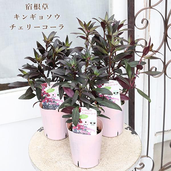 花苗 キンギョソウ ミニチェリーコーラ 金魚草 3号(9cm)です。濃い銅葉色の葉に鮮やかなチェリーレッドの花を咲かせるキンギョソウです。シックな銅葉色の葉はカラーリーフにも使えます。秋〜春まで咲き、分枝性に優れ、茎は硬く倒れにくいため丈夫...