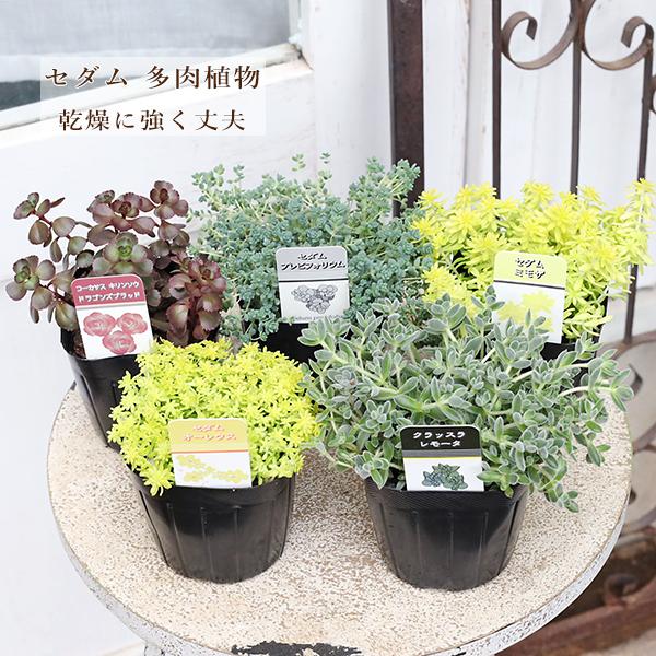 セダム クラッスラ レモータ オーレウス ドラゴンズブラッド プレビフォリウム ミモザ 斑入りマンネングサ 3号(9cm)です。種類は、レモータ、オーレウス、ドラゴンズブラッド、プレビフォリウム、ミモザ、斑入りオノマンネングサからお選びくだ...