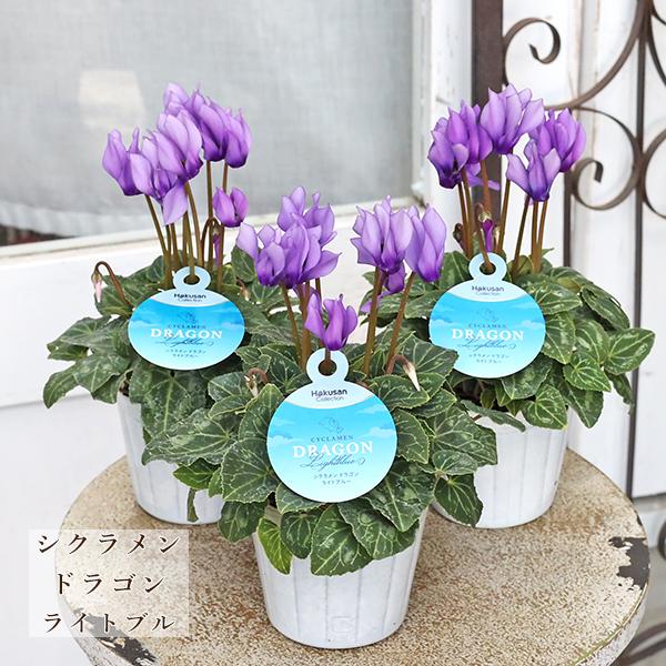 鉢花 シクラメン ドラゴン ライトブルー 3号 多年草 パープル 秋 冬 春