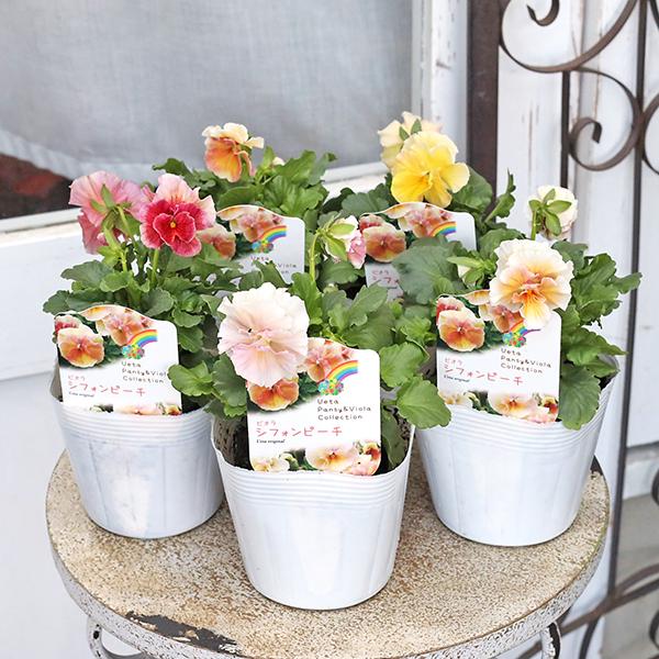 花苗 ビオラ シフォンピーチ 3.5号(10.5cm)です。育種家うえた氏のオリジナルビオラです。春を思わせる優しいパステル系、ピンク〜オレンジ〜イエローのアプリコットカラーで、花びらは少しフリルが入るとても可愛らしいビオラです。(個体差、...