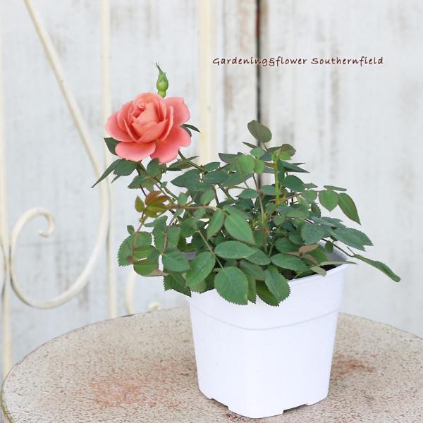 花苗 ミニバラ テディベア 3 5号ポット Na 259 サザンフィールド Gardeningshop 通販 Yahoo ショッピング