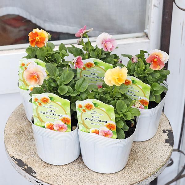 花苗 ビオラ アンジュフルール 3.5号(10.5cm)です。育種家うえた氏のオリジナルビオラです。春を思わせる優しいパステル系、ピンク、オレンジ、イエローのアプリコットカラーで、花びらは少しフリルが入るとても可愛らしいビオラです。(個体差...